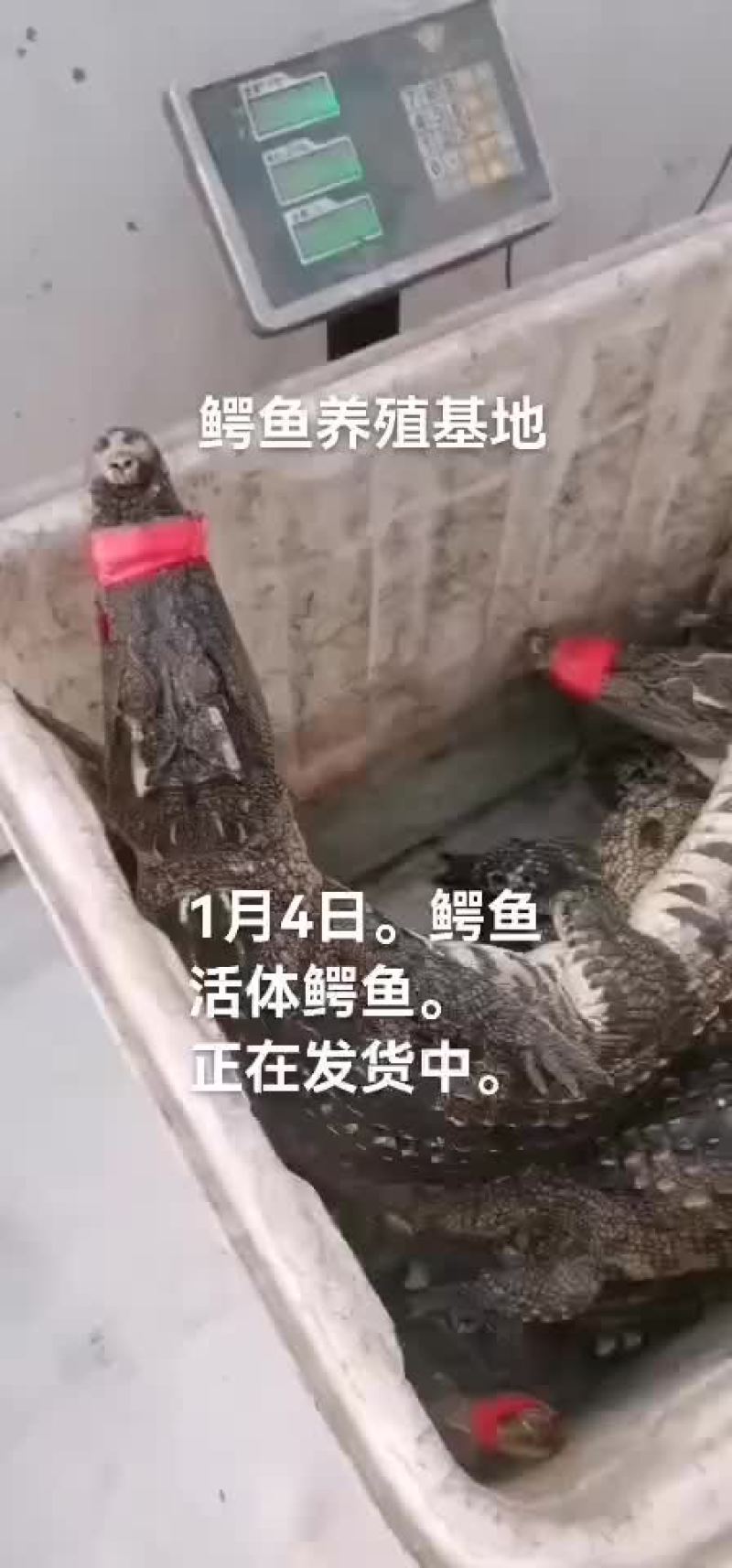 鳄鱼肉。鳄鱼苖