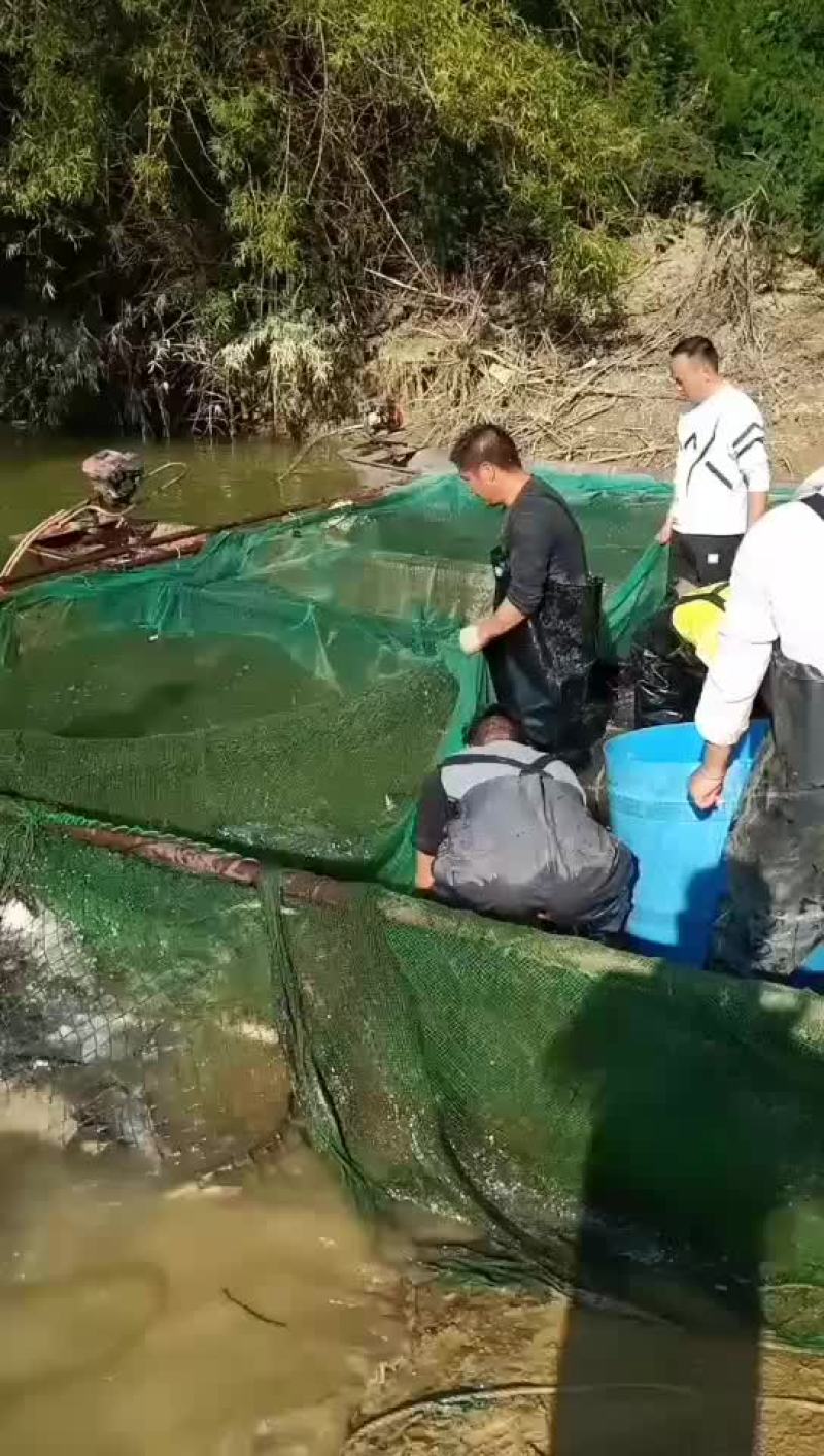 长期供应各种规格成品鱼和鱼苗批发，品种齐全！