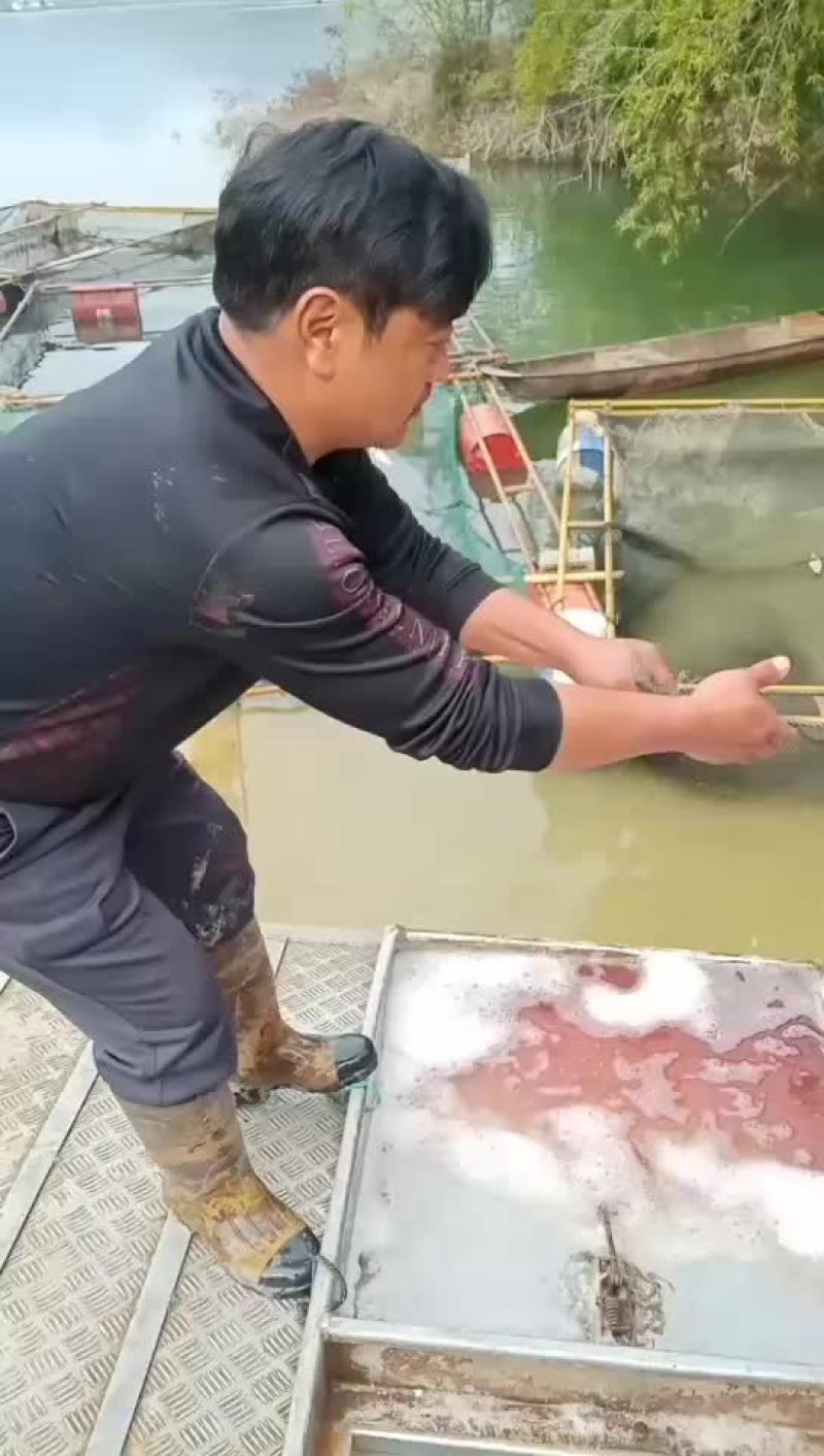 长期供应各种规格成品鱼和鱼苗批发，品种齐全！