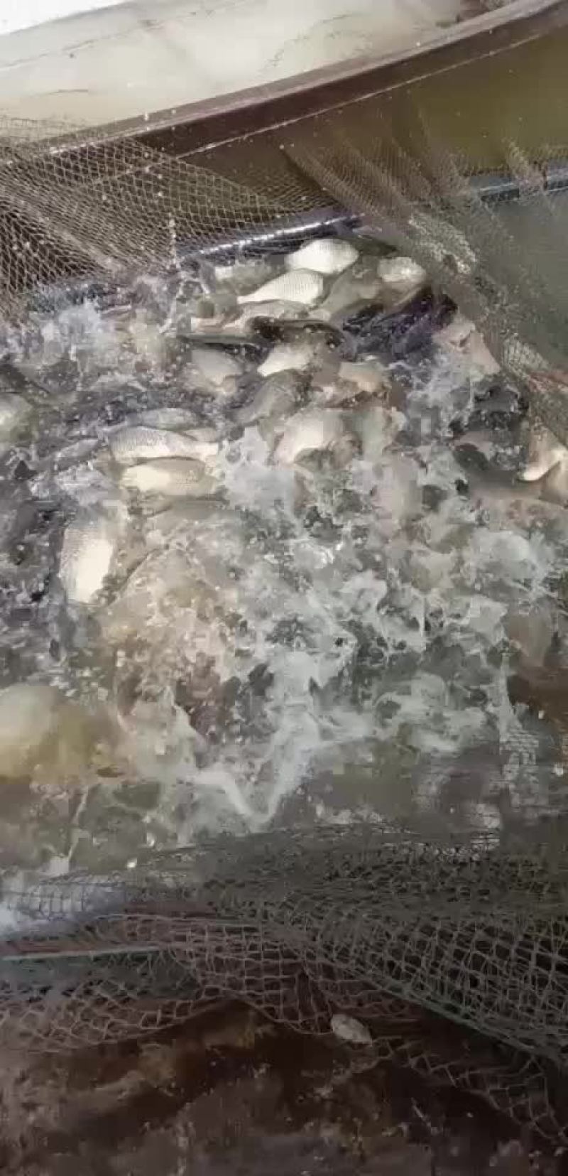长期供应各种规格成品鱼和鱼苗批发，品种齐全！