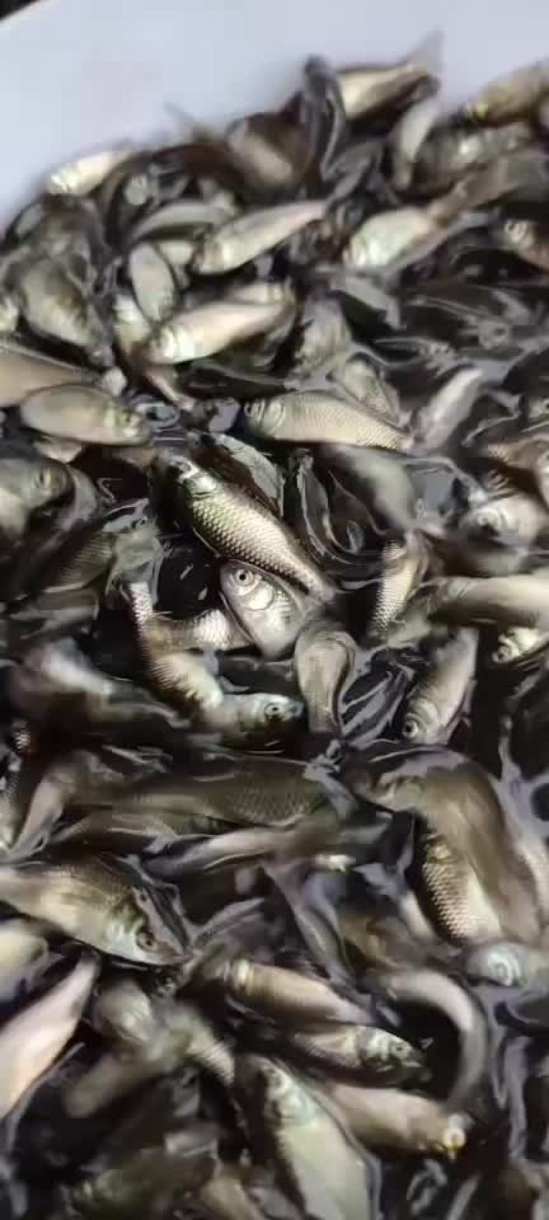 长期供应各种规格成品鱼和鱼苗批发，品种齐全！