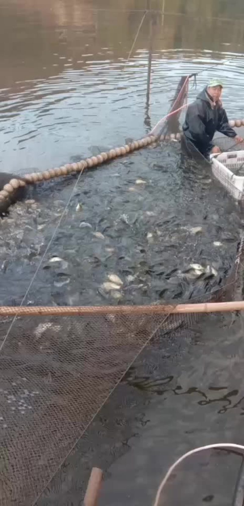长期供应各种规格成品鱼和鱼苗批发，品种齐全！