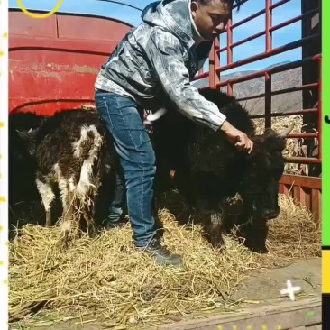 西藏改良牛