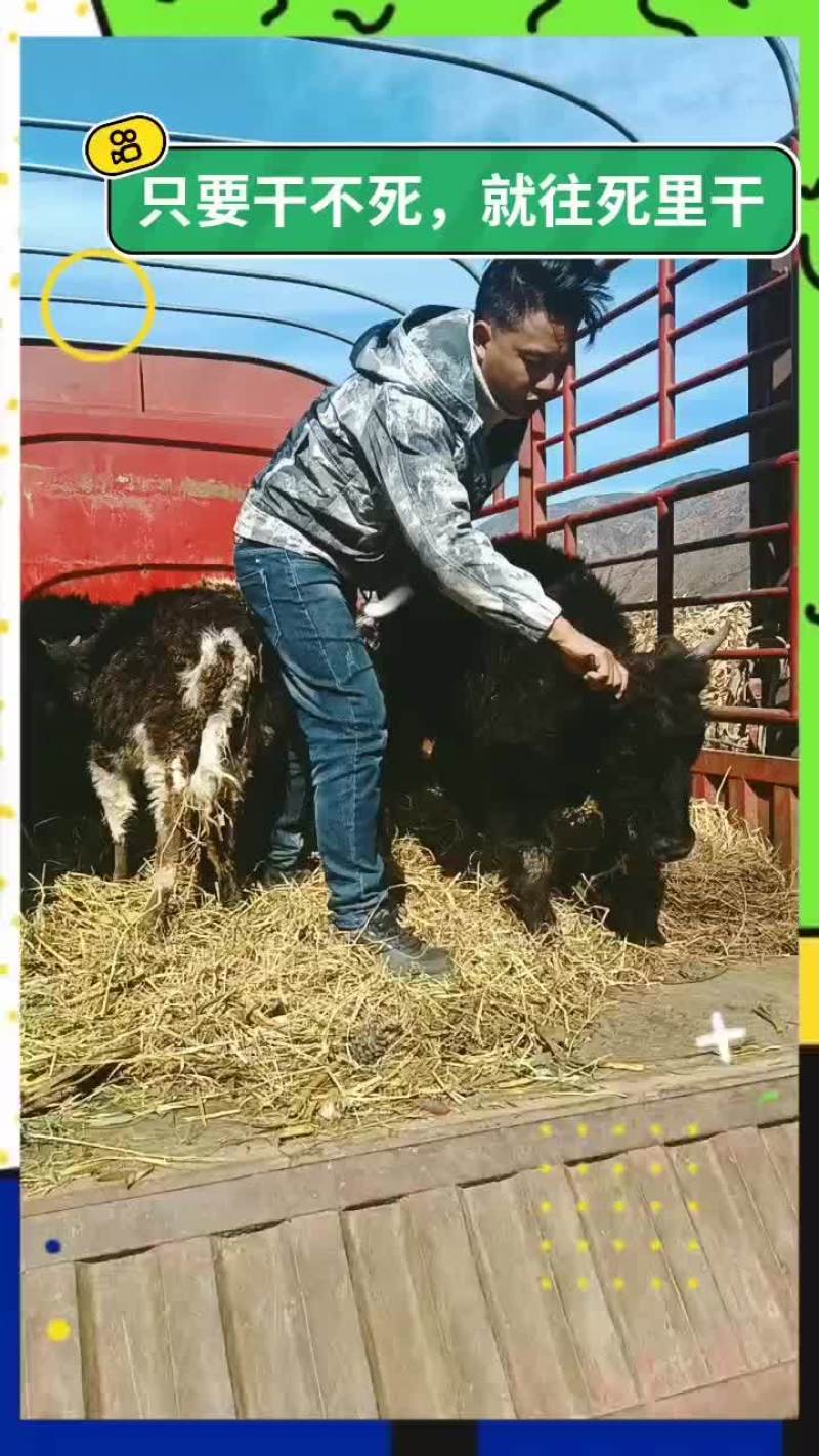 西藏改良牛