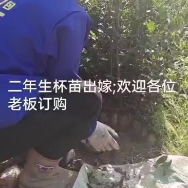 油茶苗