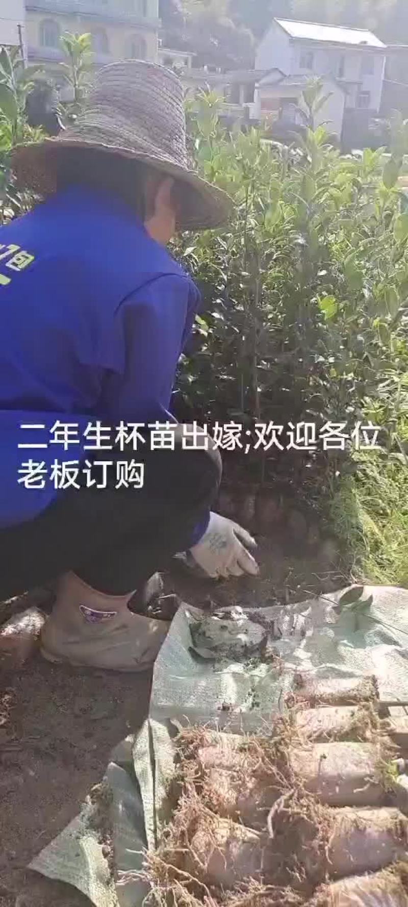 油茶苗