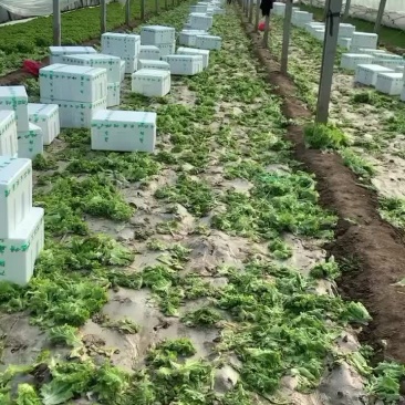 花叶生菜