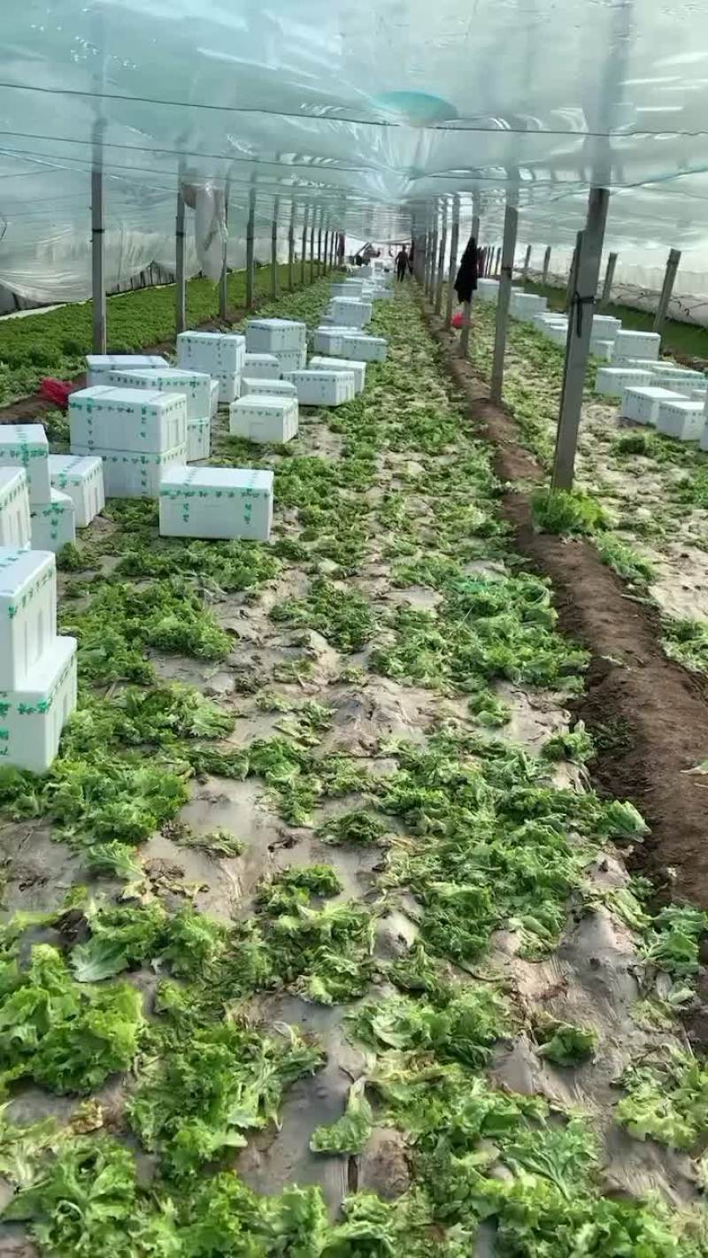花叶生菜