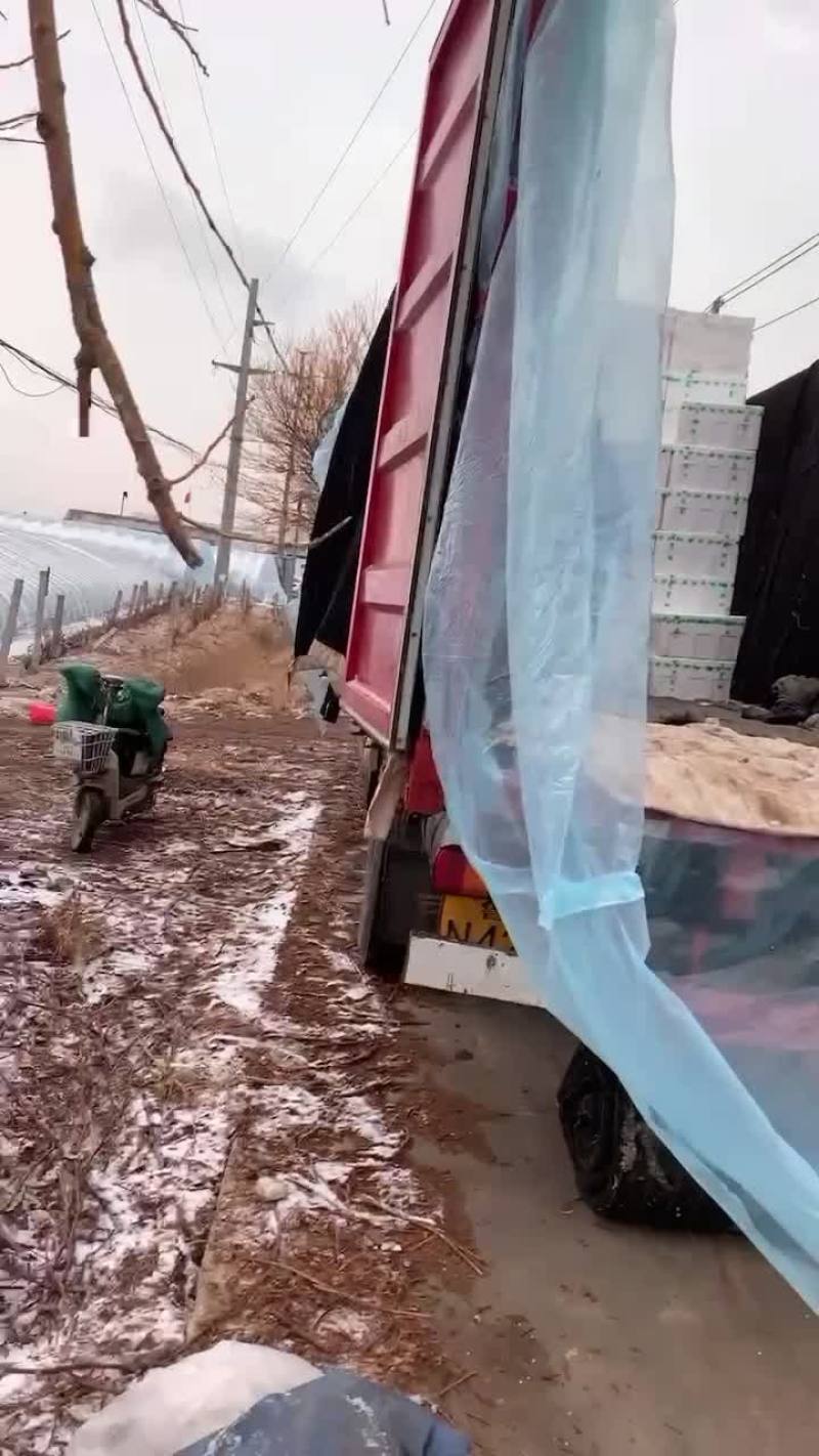 生菜