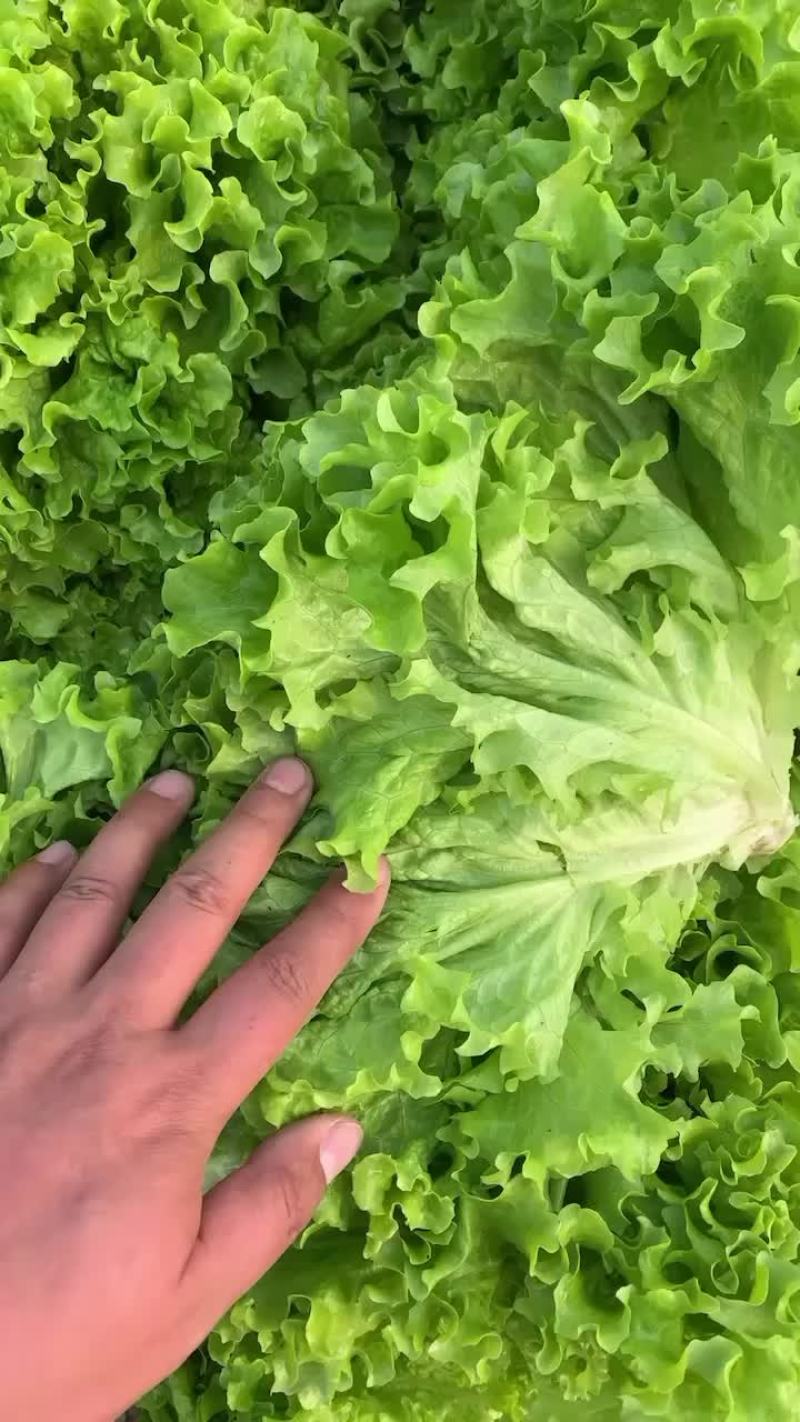 生菜