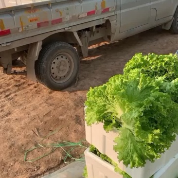 花叶生菜