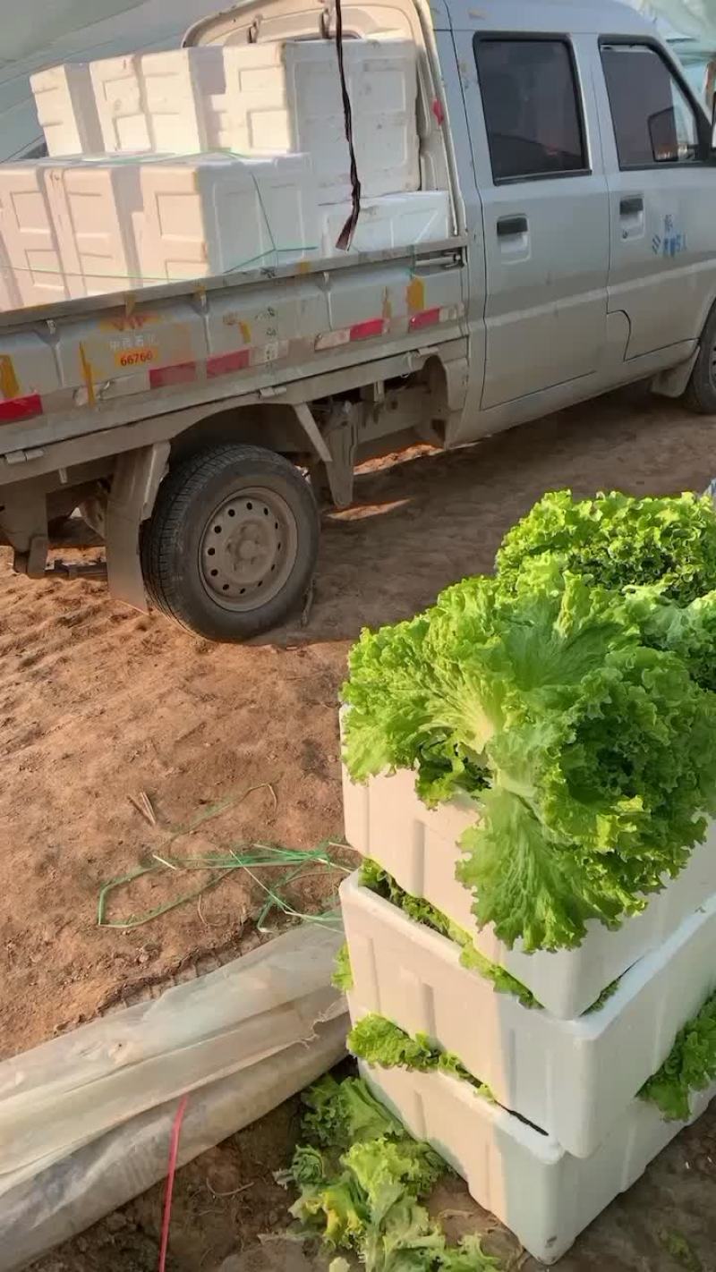 花叶生菜