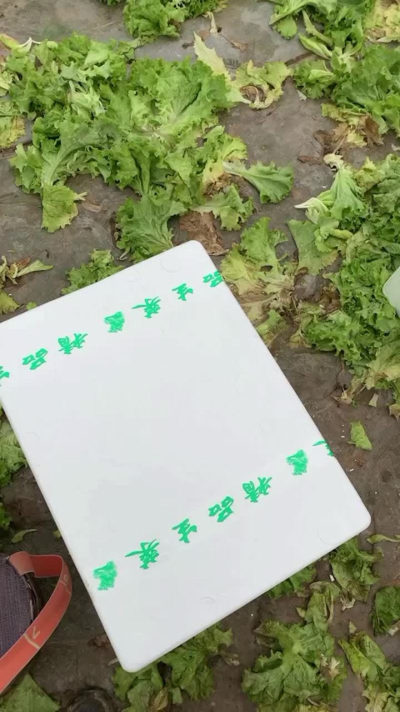 花叶生菜