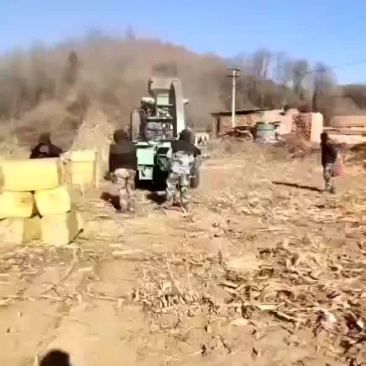 玉米扎段干秸秆
