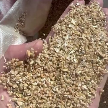 碎小麦