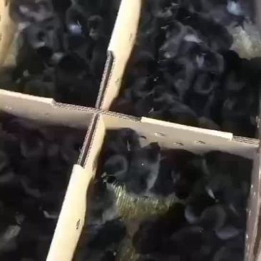 五黑鸡苗乌骨鸡苗乌鸡苗绿壳蛋鸡苗
