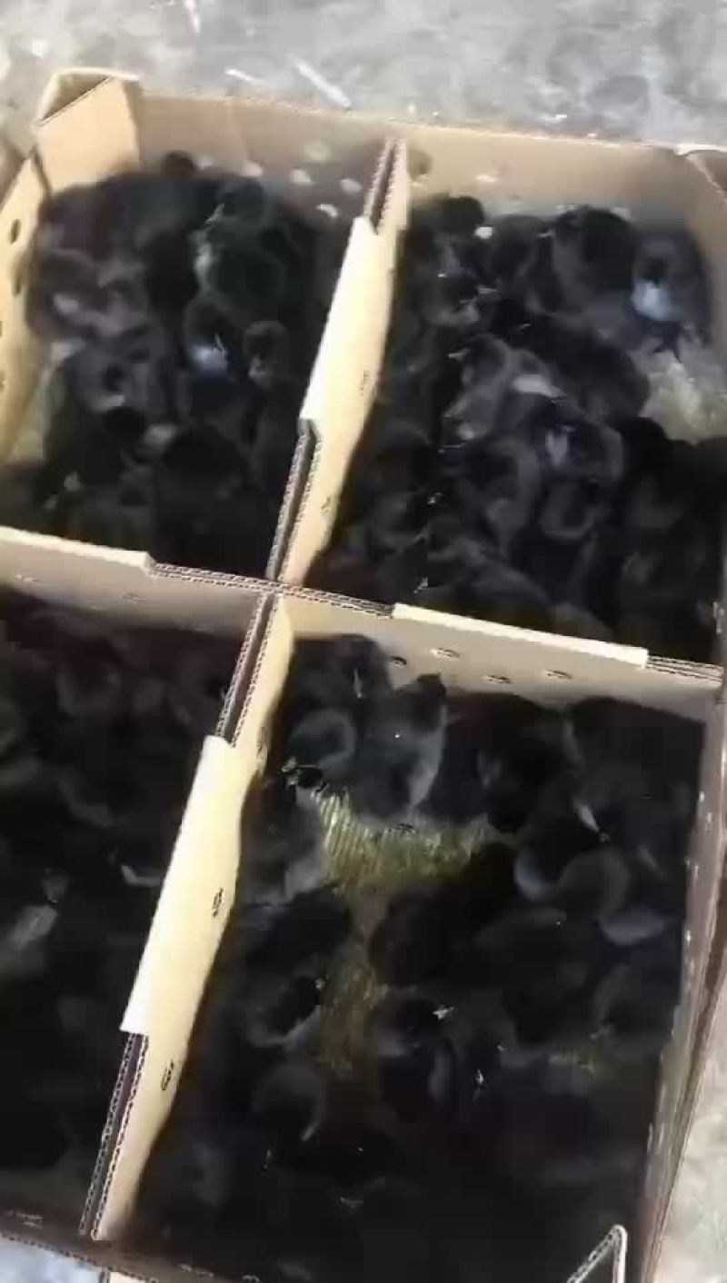 五黑鸡苗乌骨鸡苗乌鸡苗绿壳蛋鸡苗
