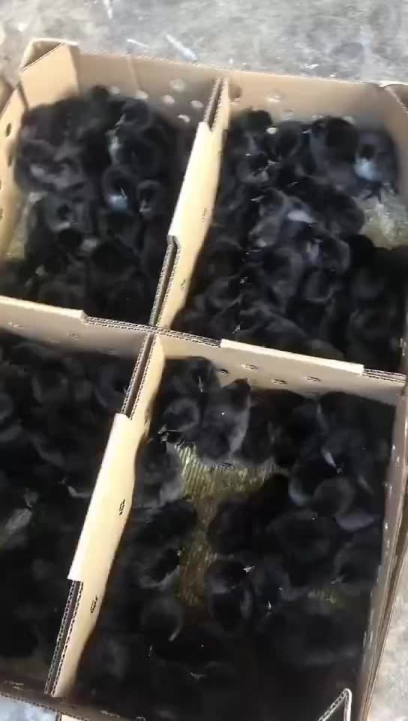 五黑鸡苗乌骨鸡苗乌鸡苗绿壳蛋鸡苗