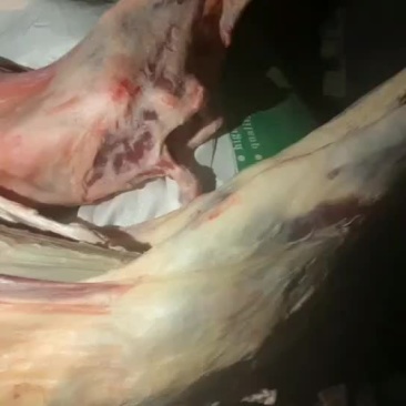 羊腔子