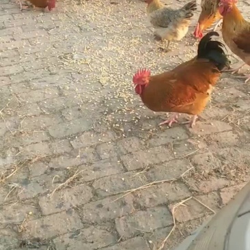 土公鸡