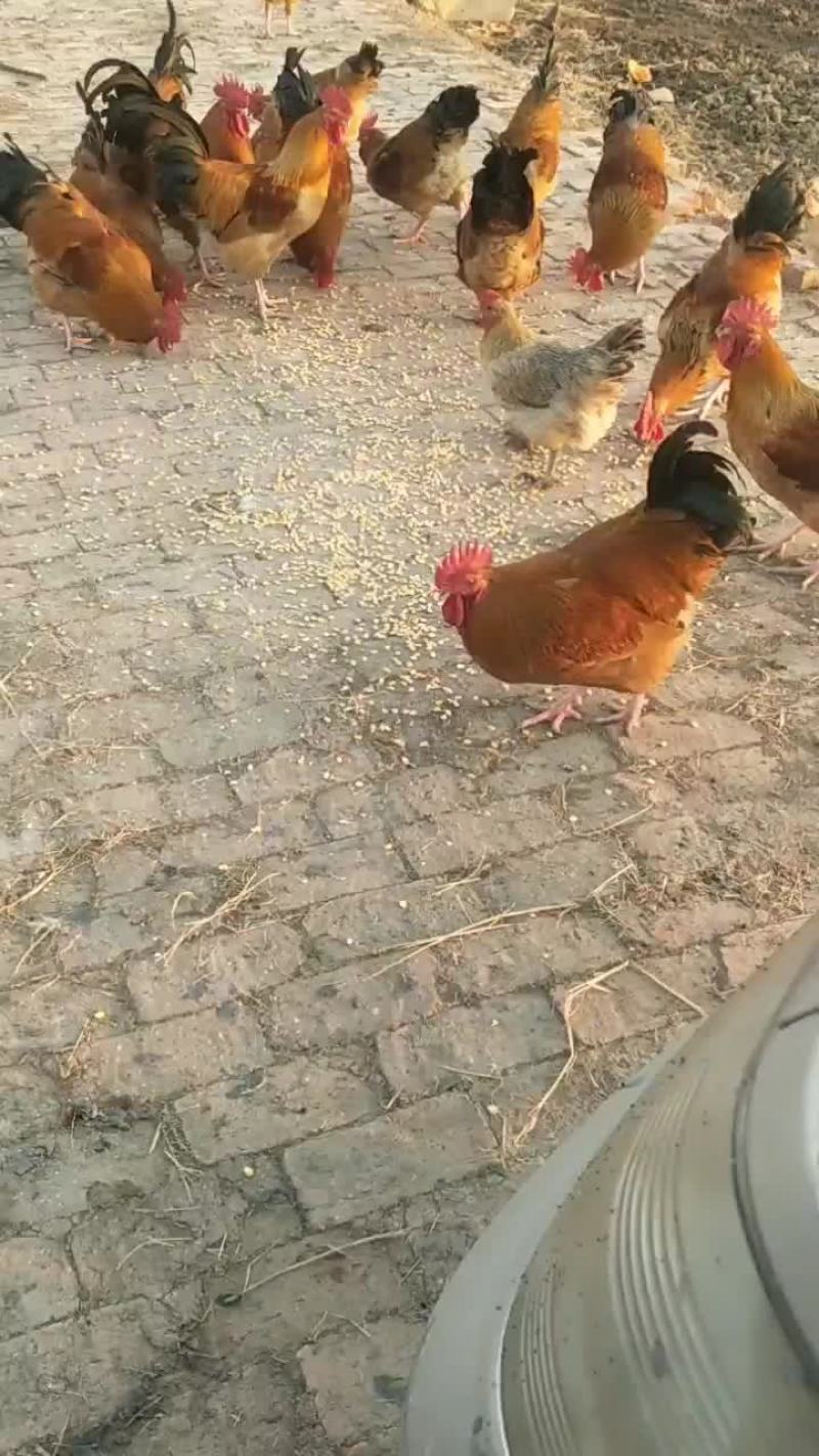 土公鸡