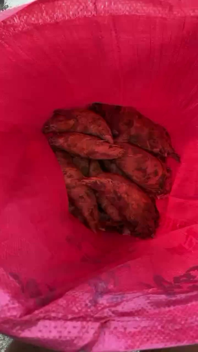 冬笋
