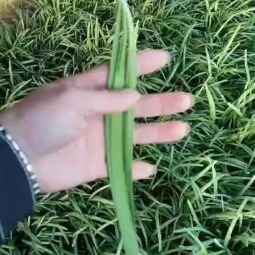 韭菜
