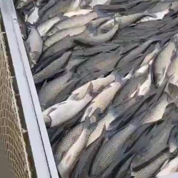 精品草鱼