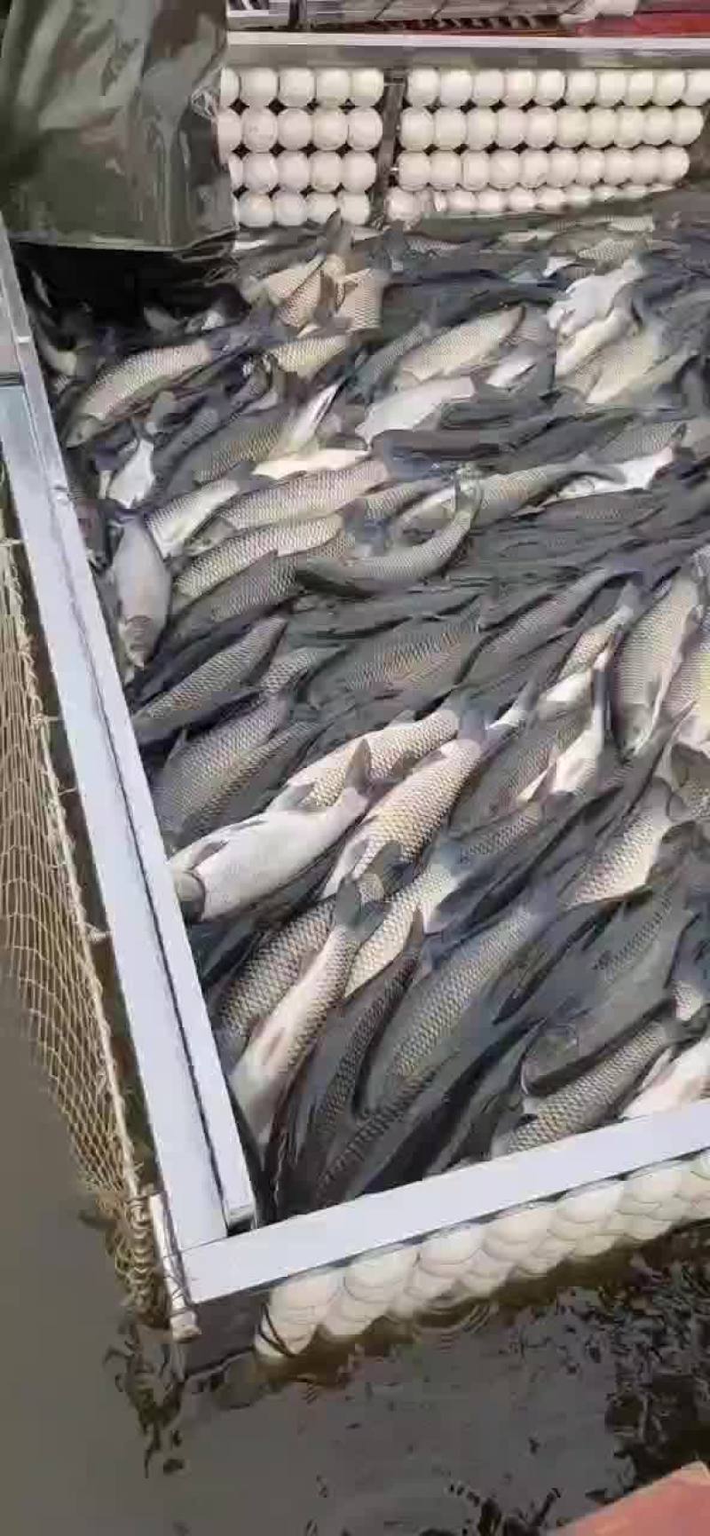 精品草鱼