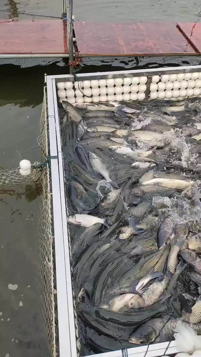 精品草鱼