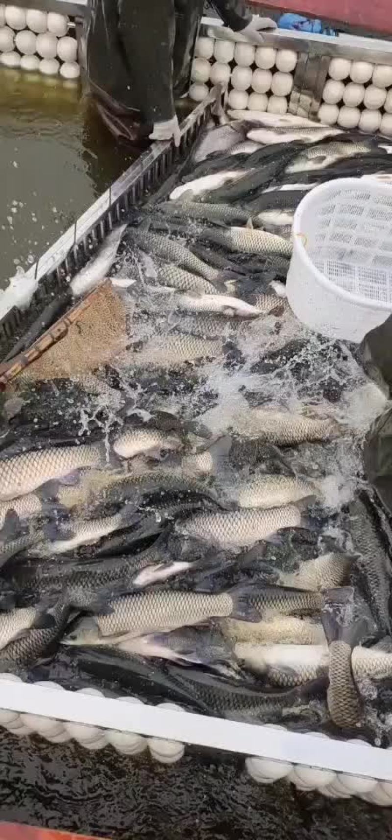 精品草鱼