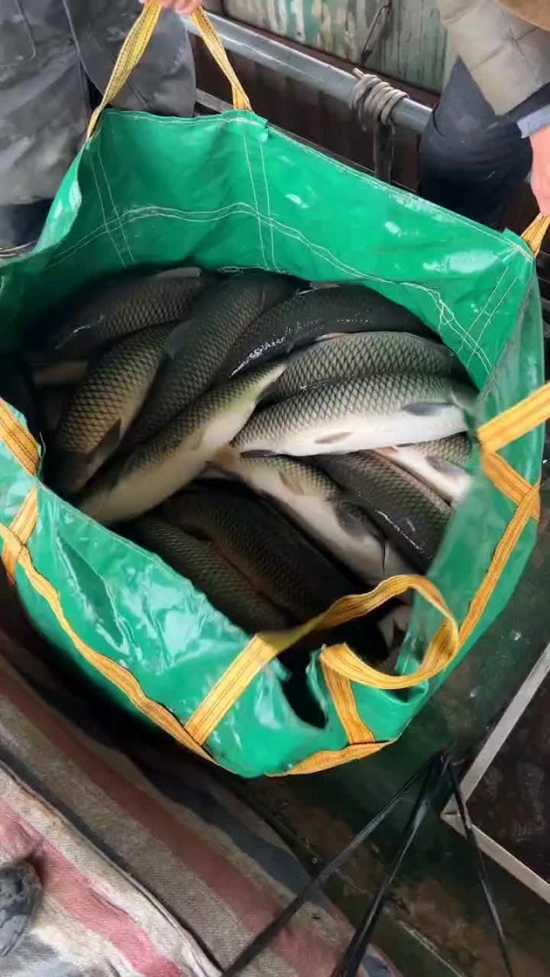 精品草鱼