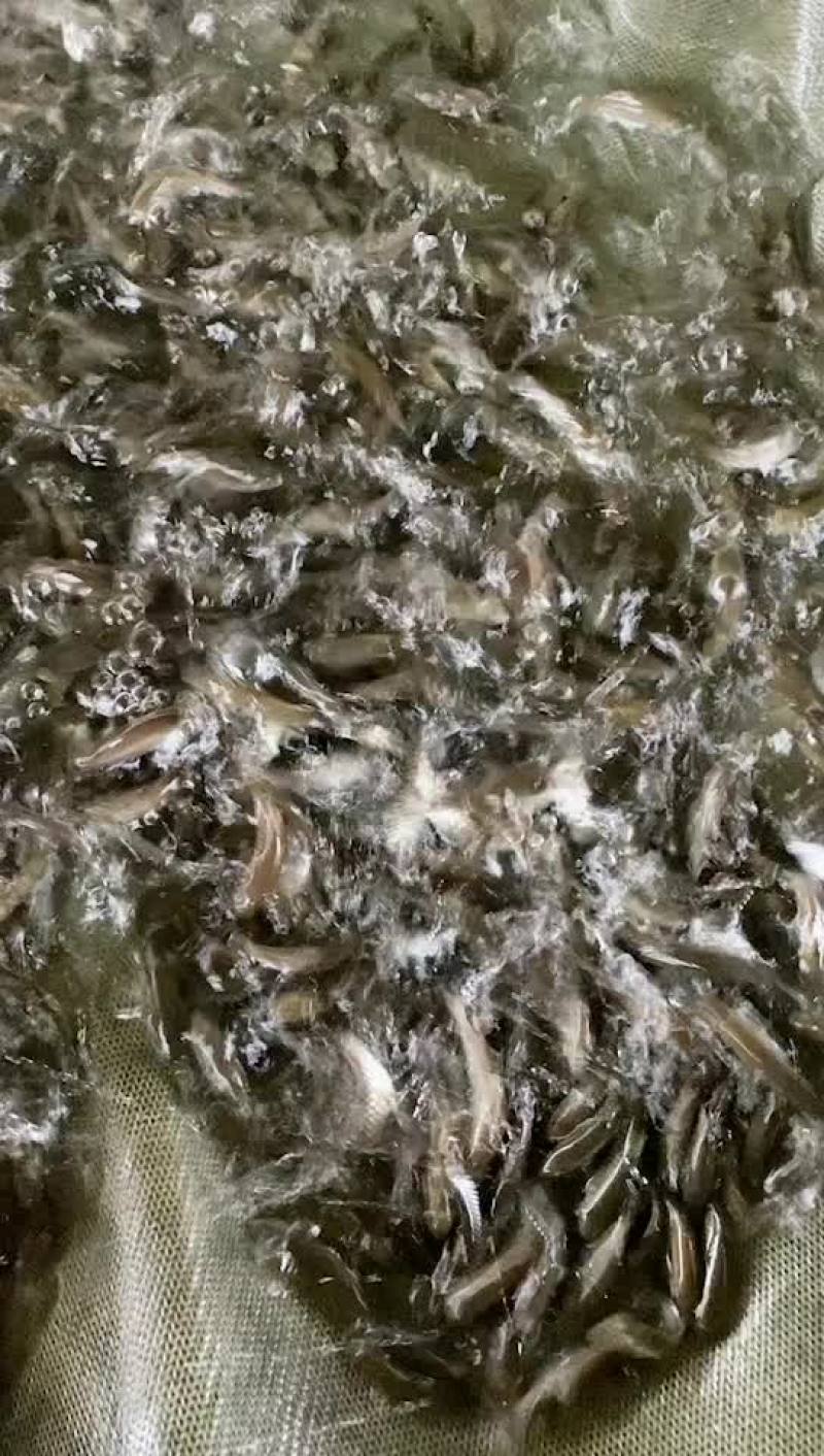 军鱼苗、河坚鱼苗、青竹鲩、倒刺鲃鱼苗、优质快大良种