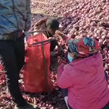 洋葱