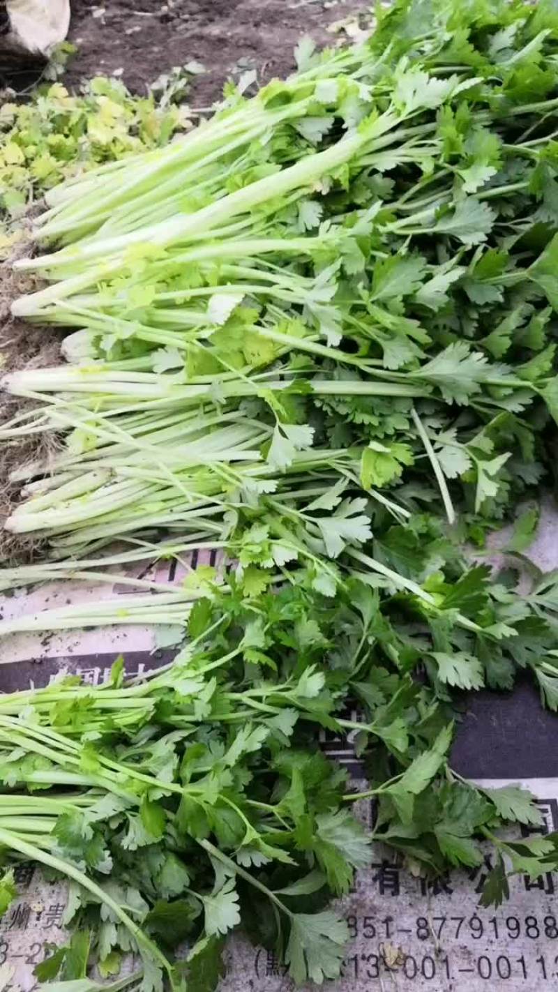 专业种植蔬菜打电话联系，不经常在线