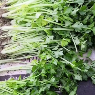 专业种植蔬菜打电话联系，不经常在线