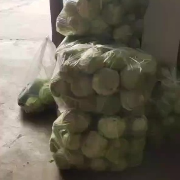 甘蓝出售