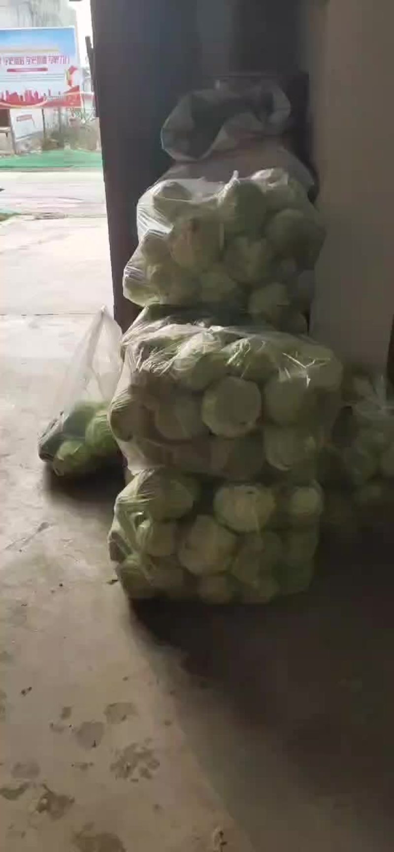 甘蓝出售