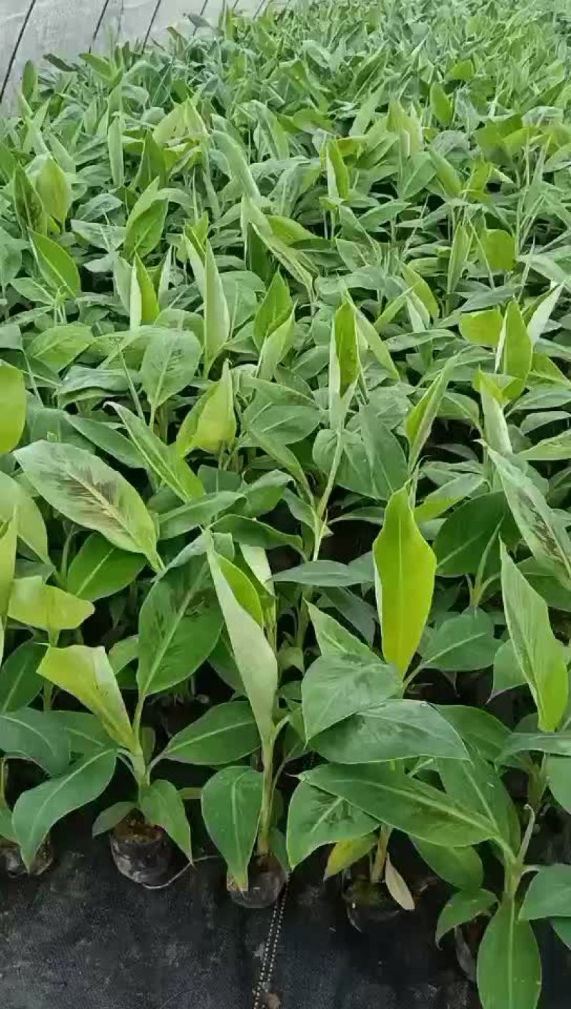 欢迎来撩有各种品种香蕉苗