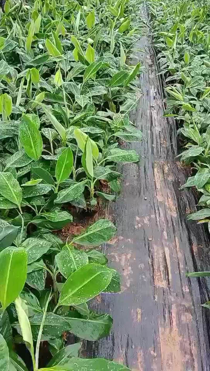 欢迎来撩有各种品种香蕉苗