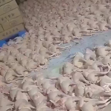 白条鸡