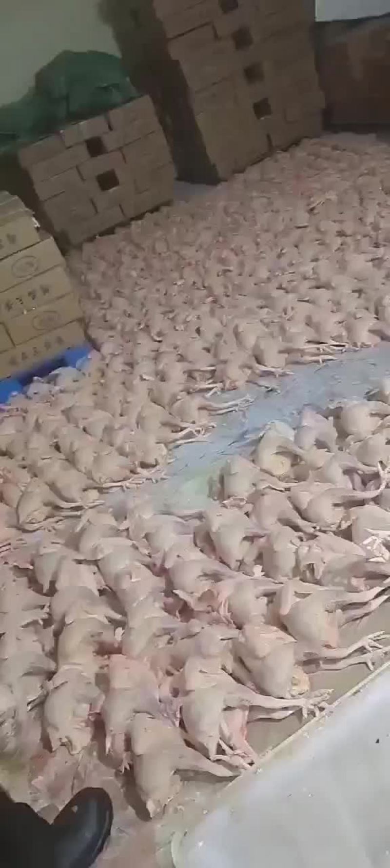 白条鸡