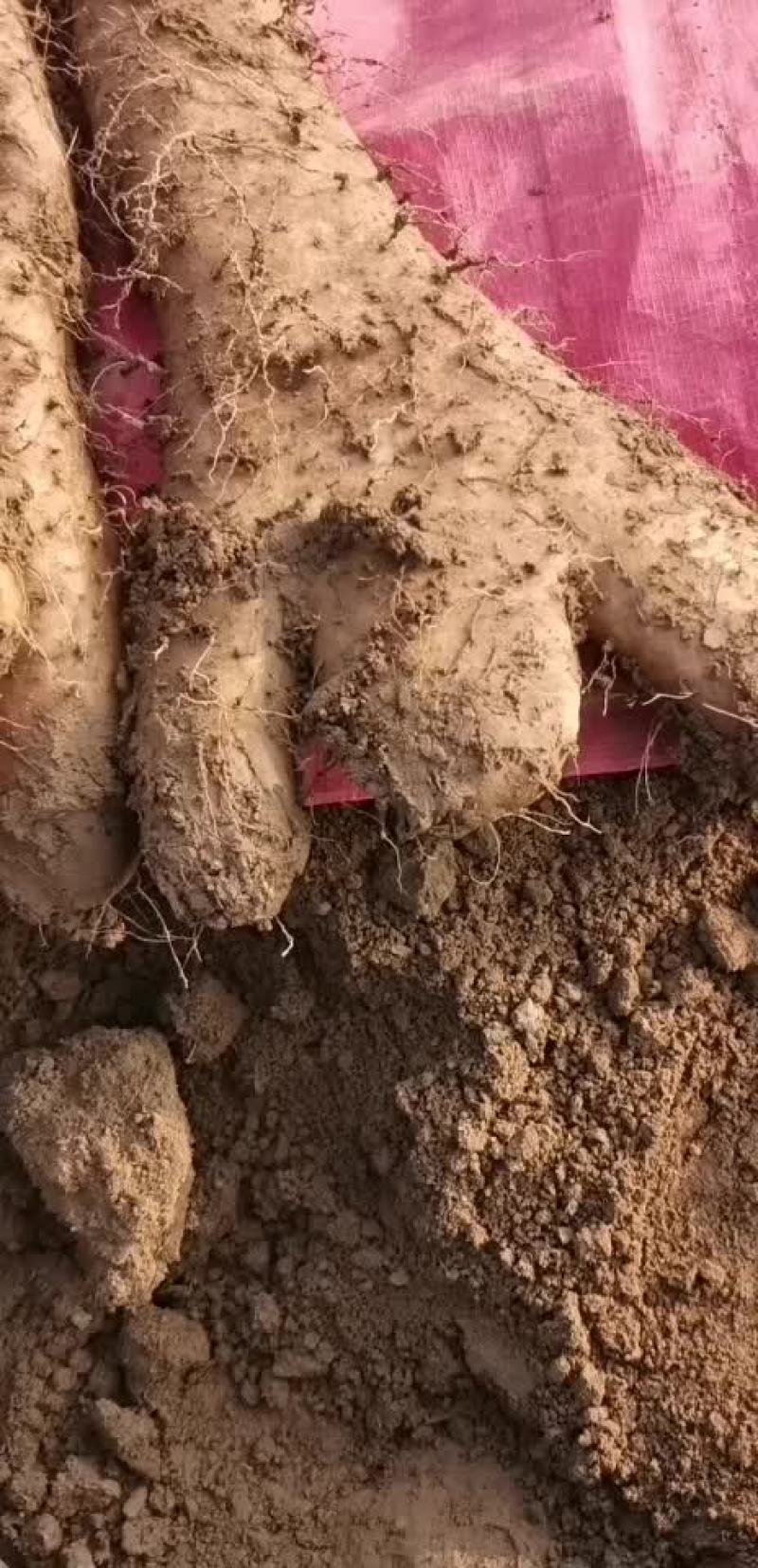 山西运城绛县白玉山药种植基地全国发货处理巴掌