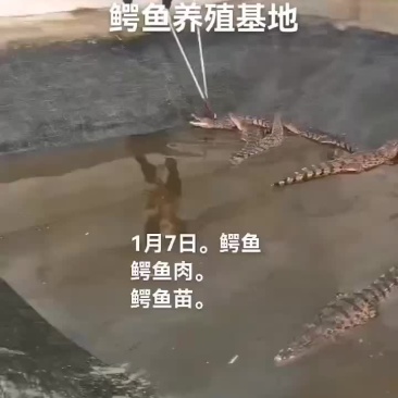 鳄鱼。鳄鱼肉