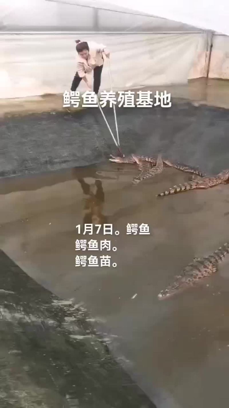 鳄鱼。鳄鱼肉