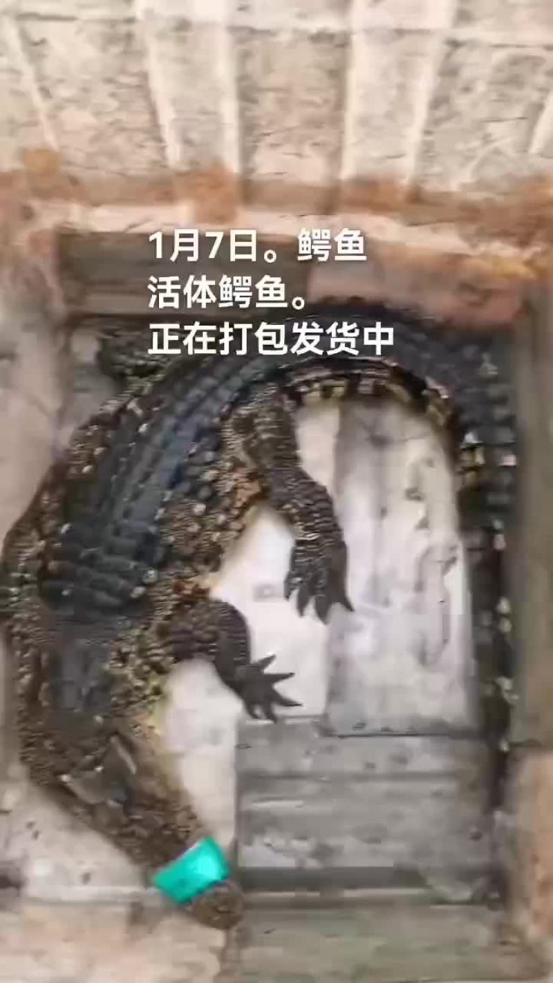 鳄鱼。鳄鱼肉