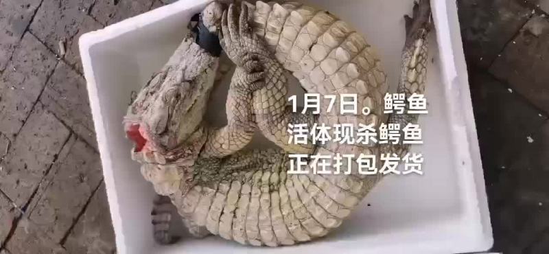 鳄鱼。鳄鱼肉
