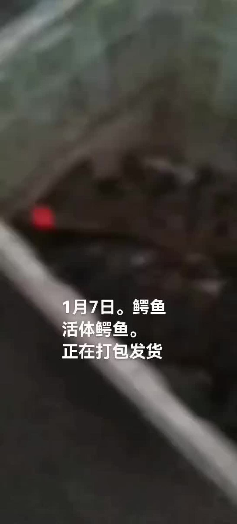 鳄鱼。鳄鱼肉