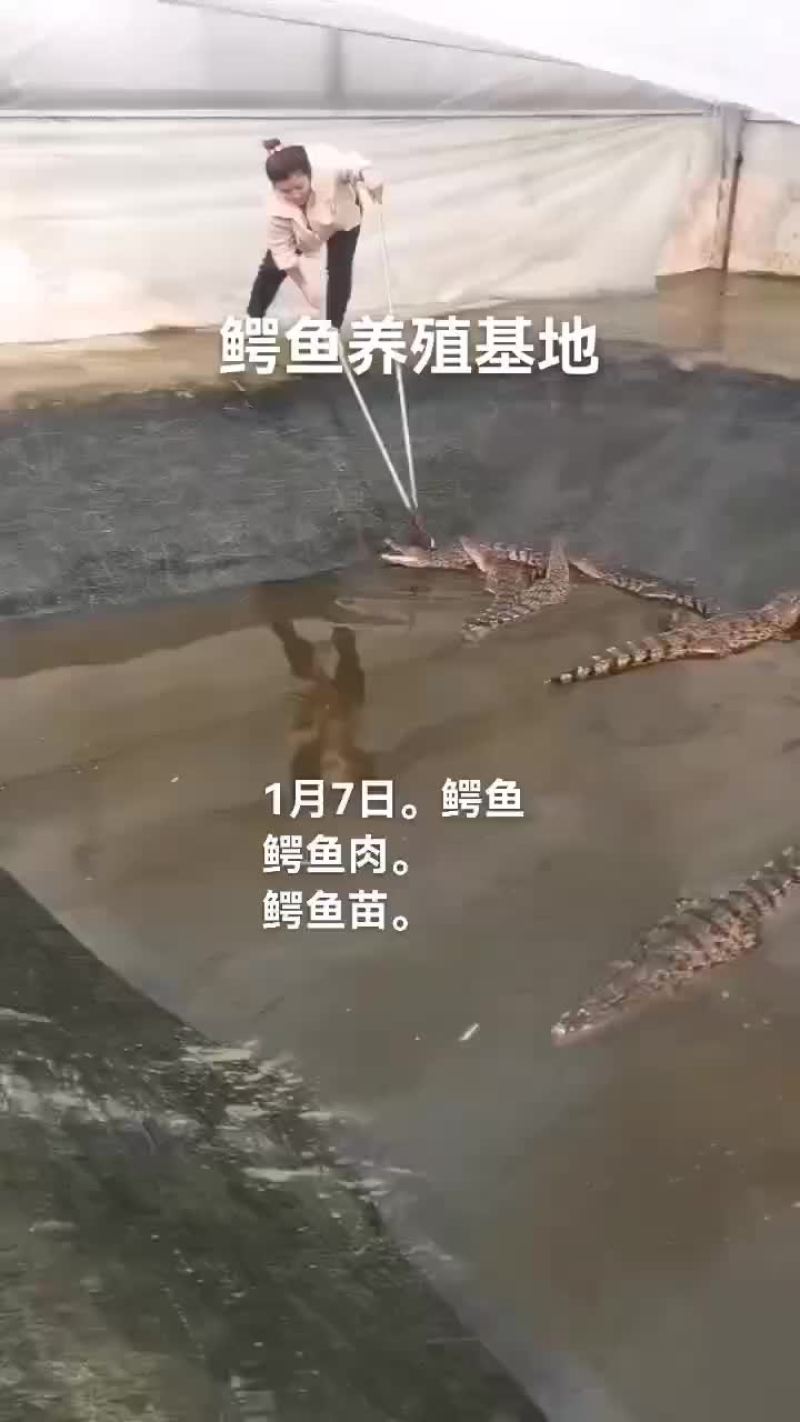 鳄鱼。鳄鱼肉