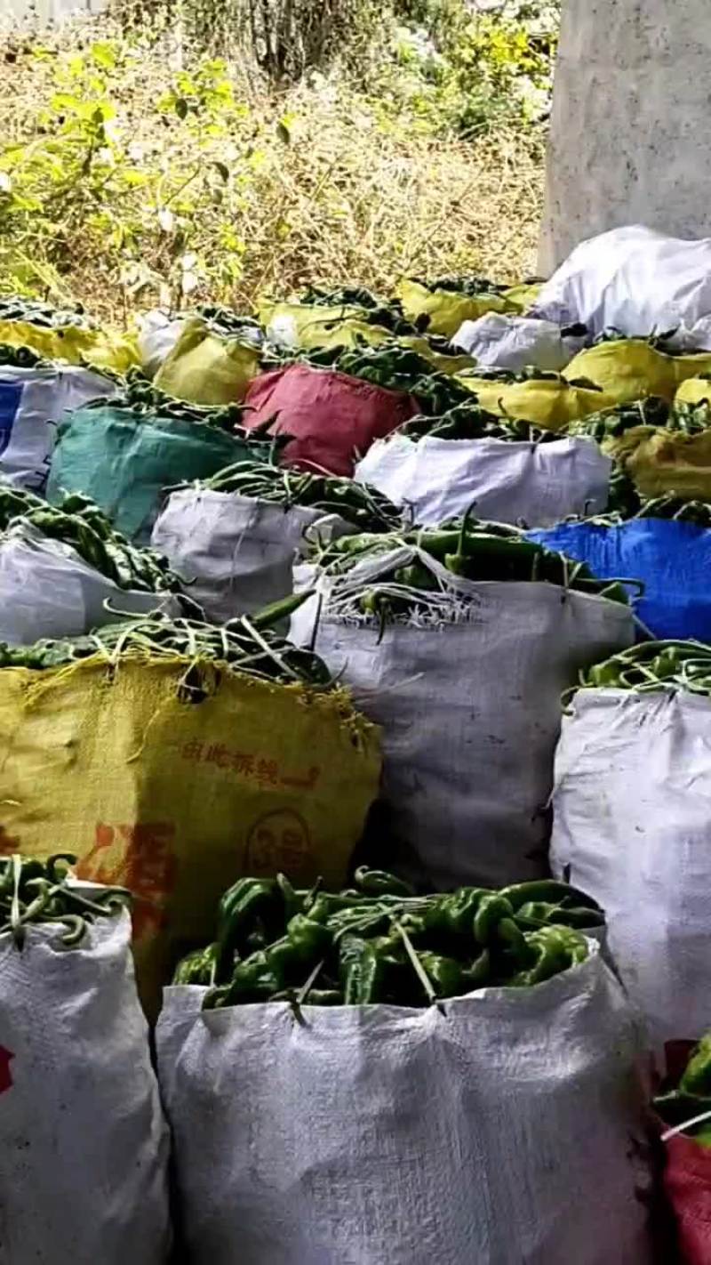 海南精品螺丝价格不高，货特别好